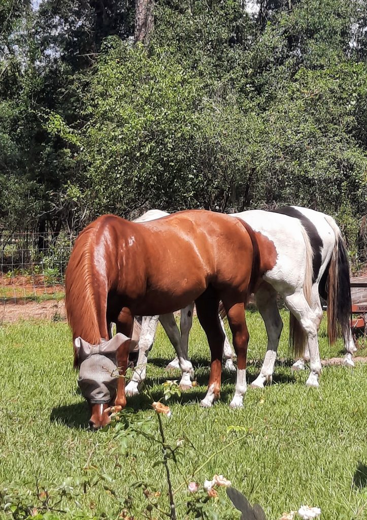 Our 3 horses: Sassy - Doc- Penny