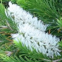 melaleuca armillaris